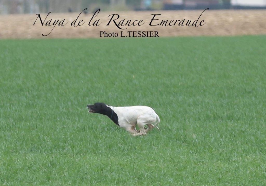 De La Rance Emeraude - Pologne