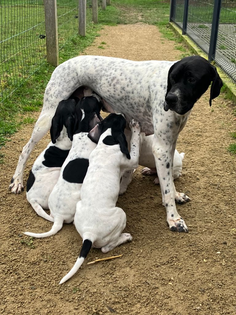 chiot Pointer De La Rance Emeraude