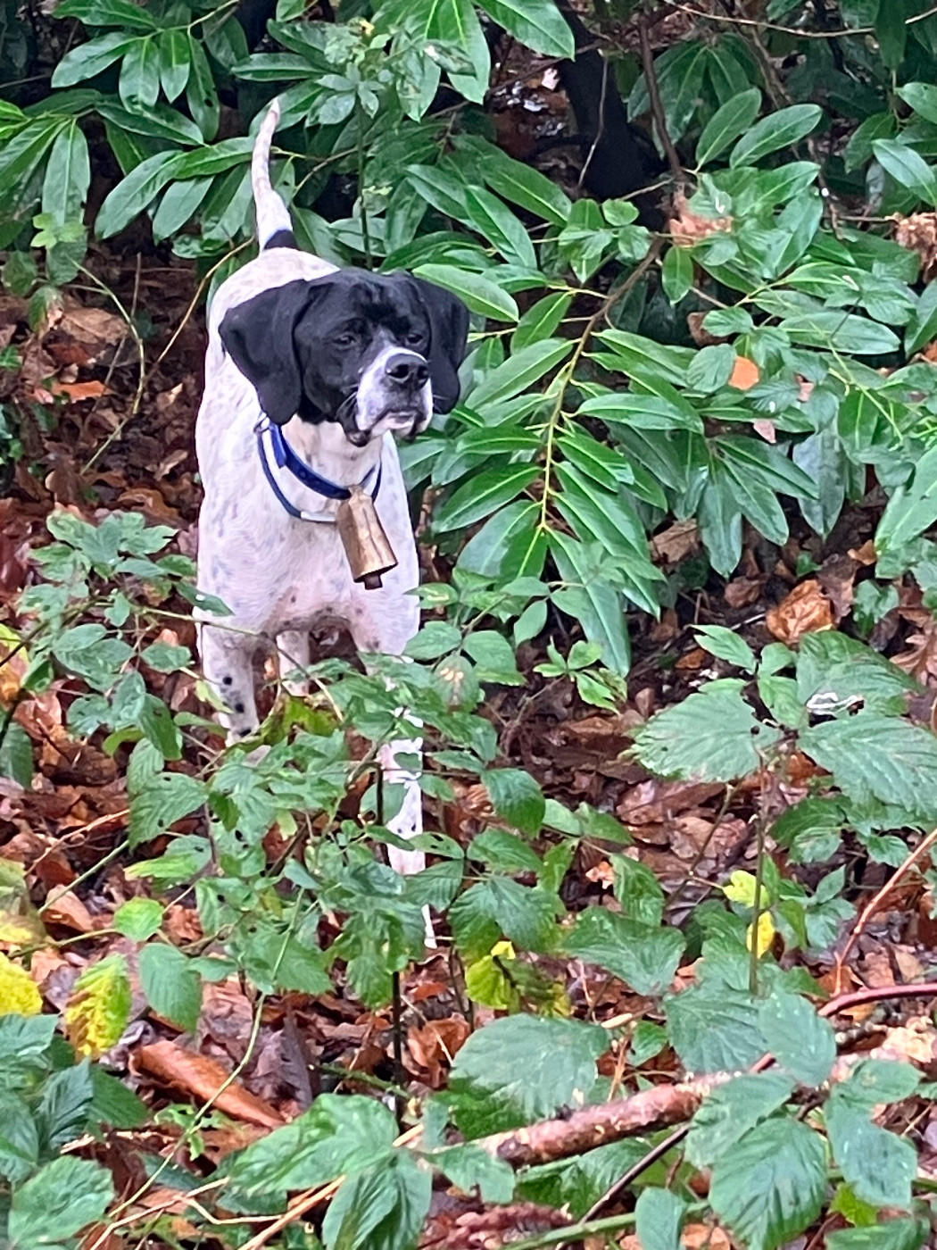 Aegon De La Rance Emeraude