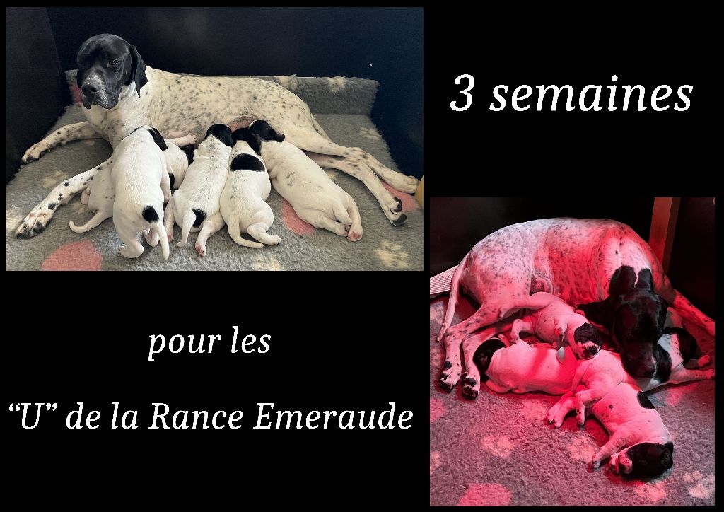 De La Rance Emeraude - Chiots Swan&Nuage, ça pousse !