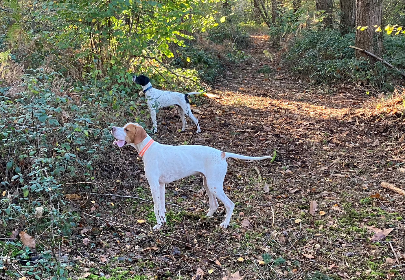 Les frangins Aegon et Aïko