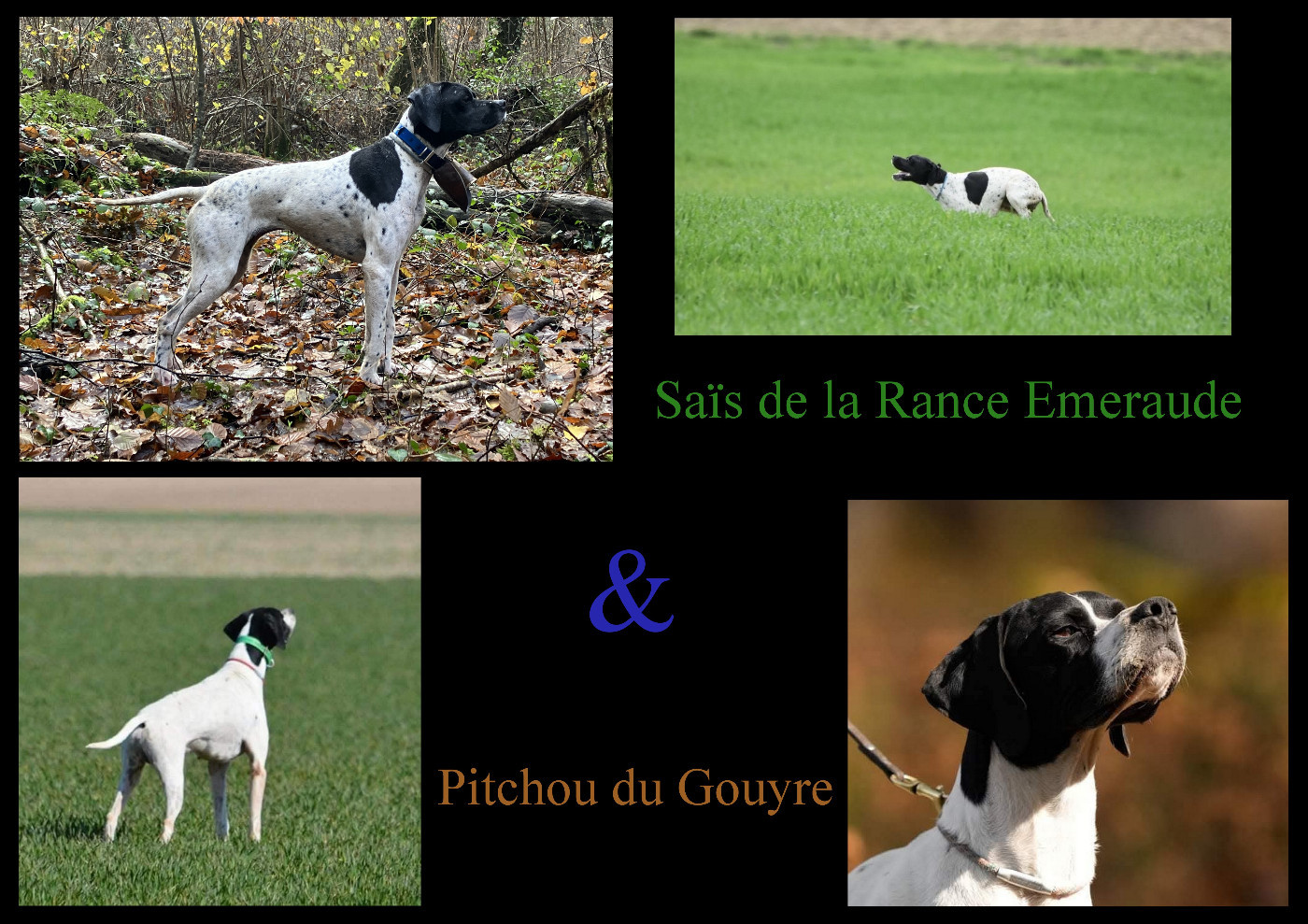 Gestation confirmée de Saïs de La Rance Emeraude par Pitchou du Gouyre, notre quête du printemps !