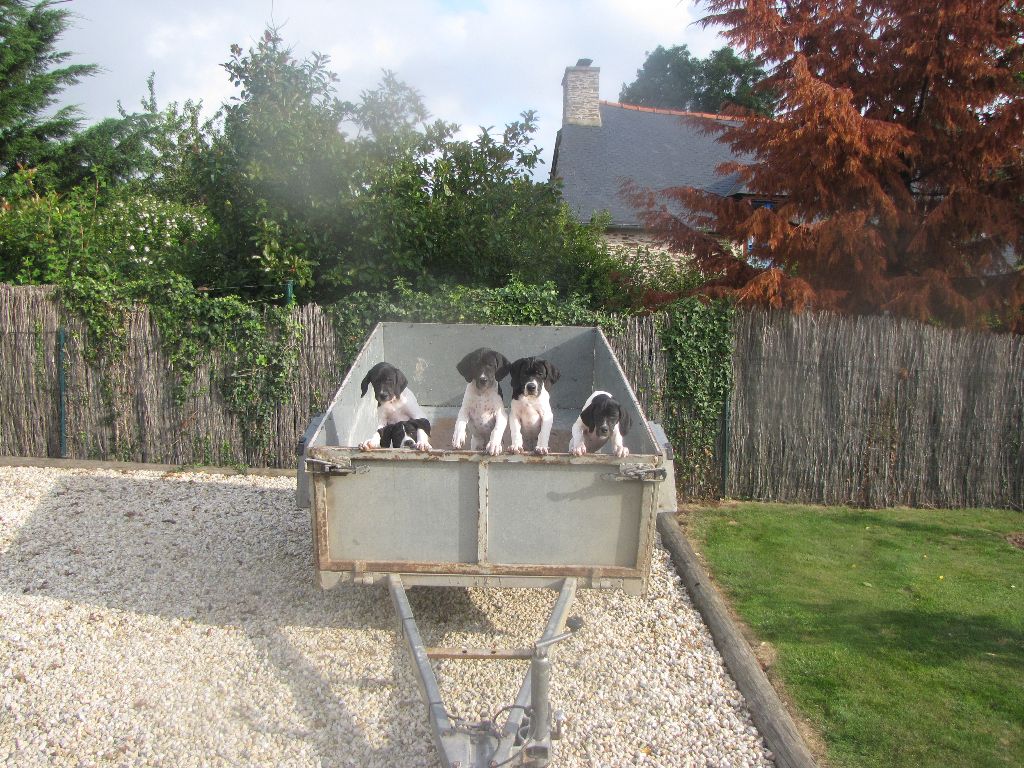 Les Choupettes