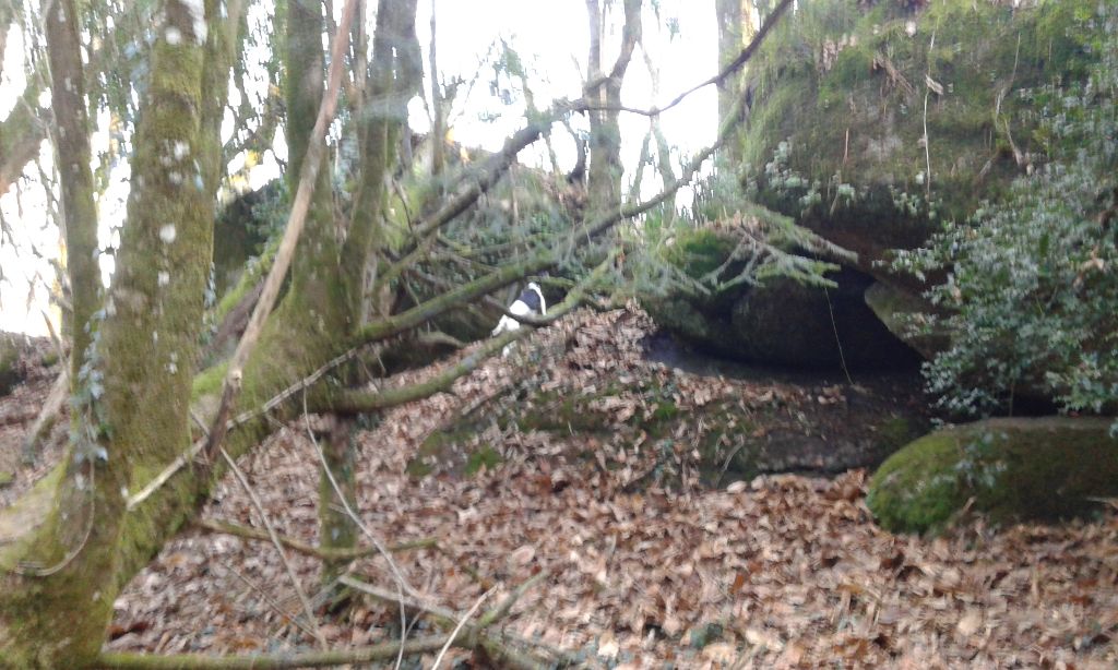 Chasse 2015