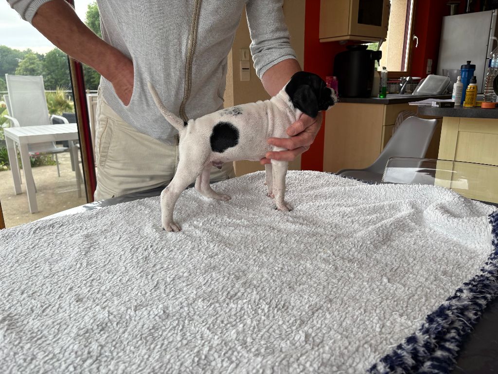 De La Rance Emeraude - Chiots disponibles - Pointer