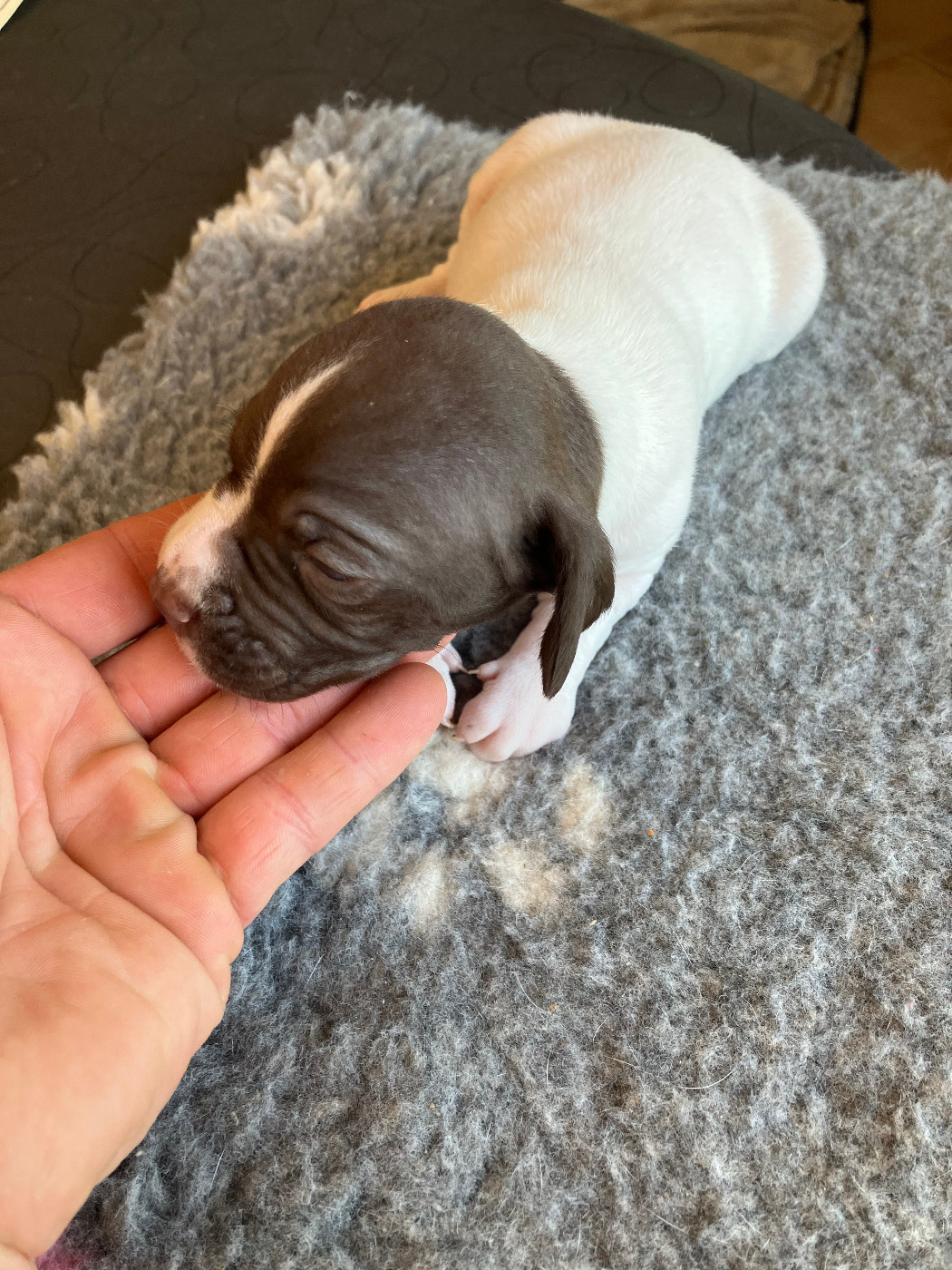 De La Rance Emeraude - Chiots disponibles - Pointer