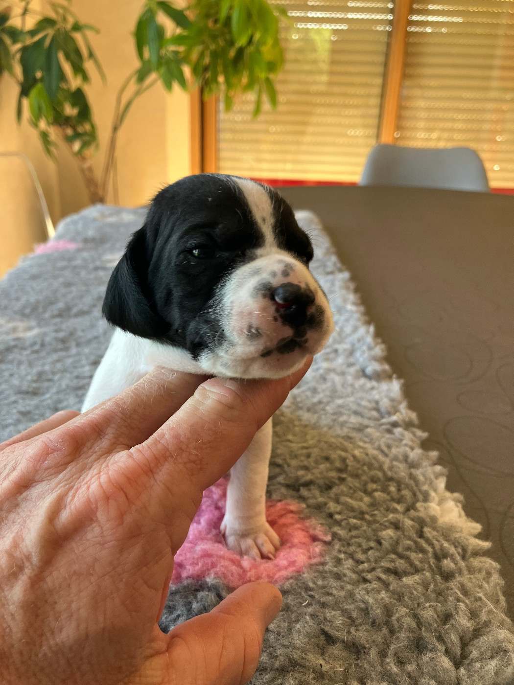 De La Rance Emeraude - Chiots disponibles - Pointer