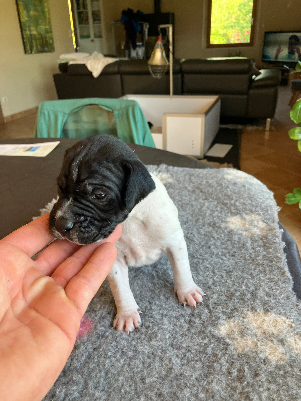 De La Rance Emeraude - Chiots disponibles - Pointer