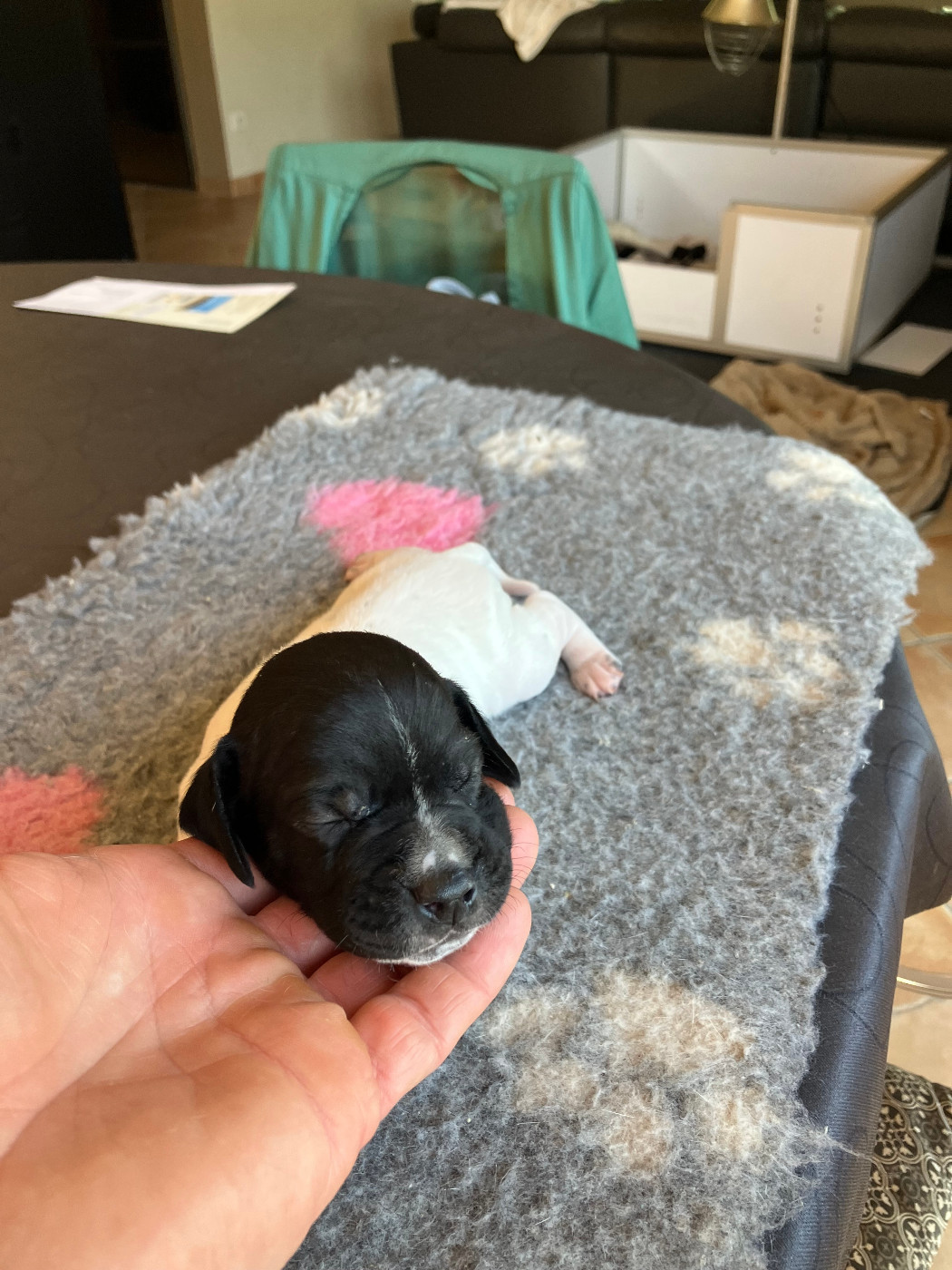 De La Rance Emeraude - Chiots disponibles - Pointer