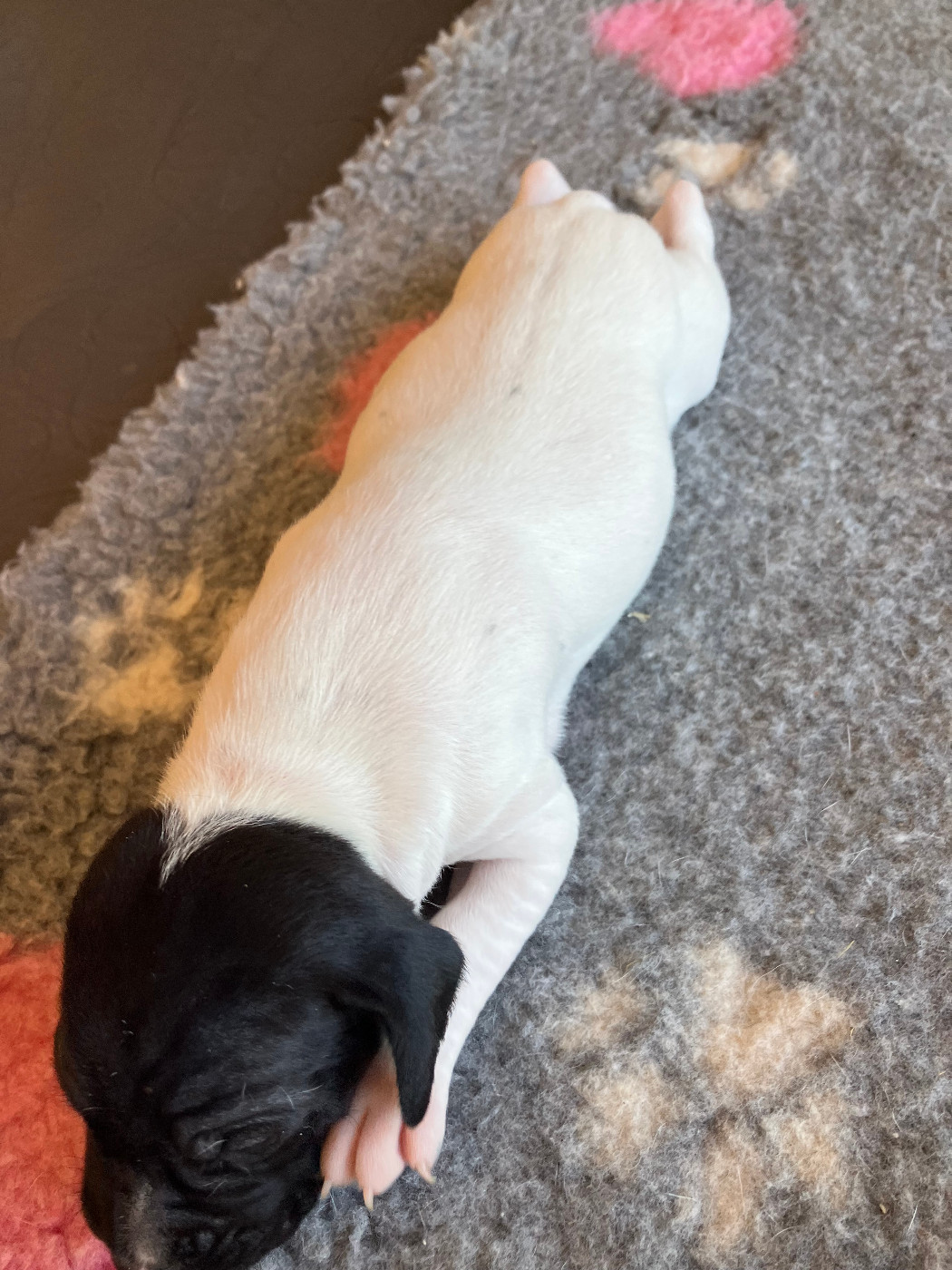 De La Rance Emeraude - Chiots disponibles - Pointer