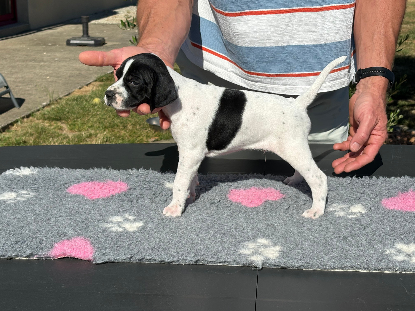 De La Rance Emeraude - Chiots disponibles - Pointer