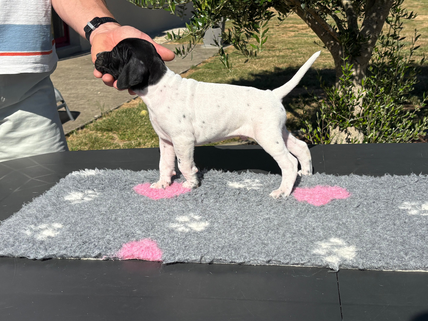 De La Rance Emeraude - Chiots disponibles - Pointer