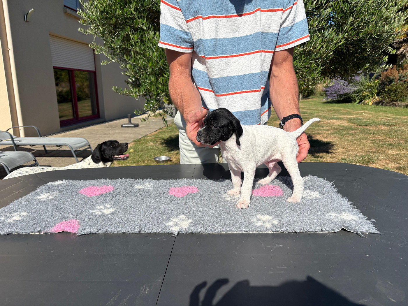 De La Rance Emeraude - Chiots disponibles - Pointer