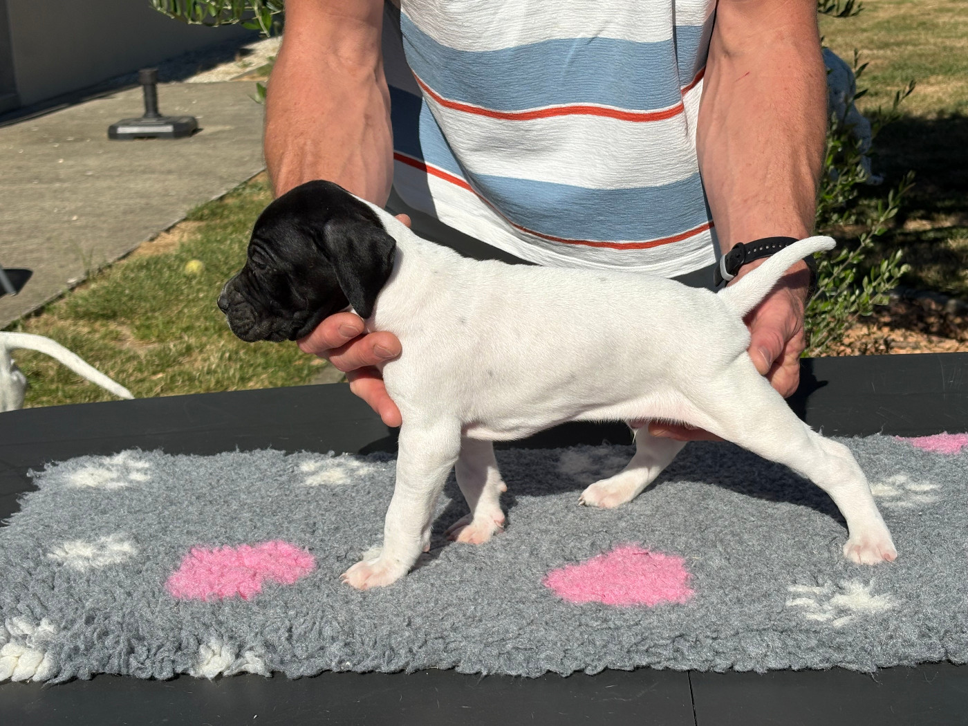 De La Rance Emeraude - Chiots disponibles - Pointer