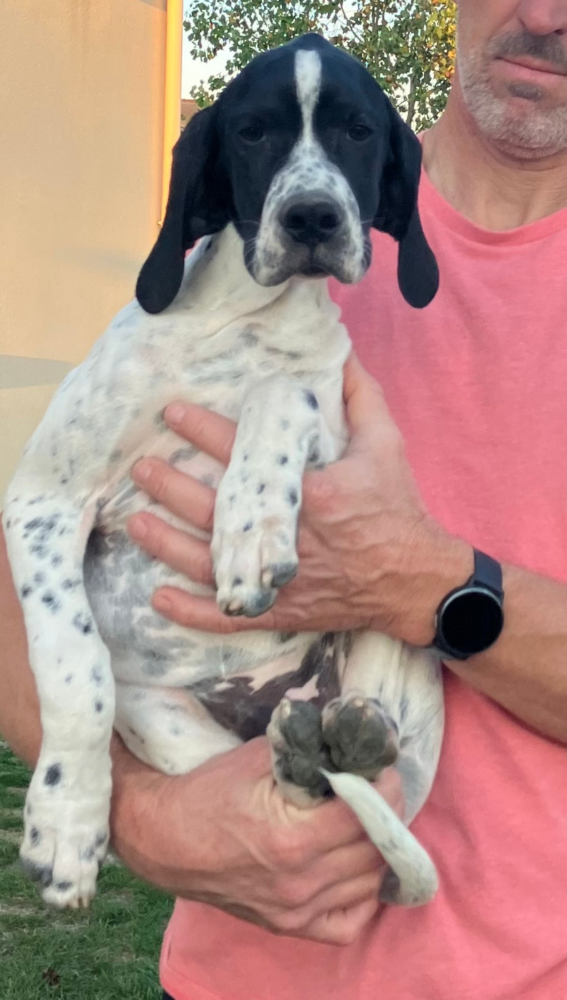 De La Rance Emeraude - Chiots disponibles - Pointer