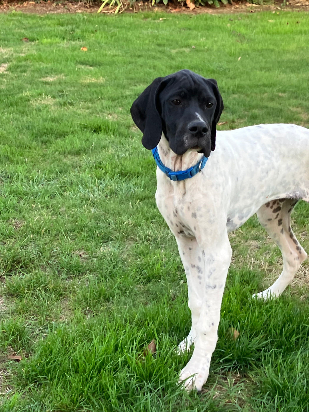 De La Rance Emeraude - Chiots disponibles - Pointer
