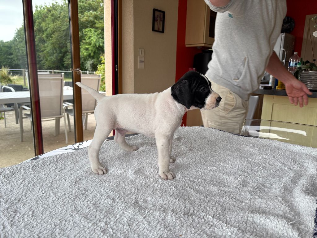 De La Rance Emeraude - Chiots disponibles - Pointer