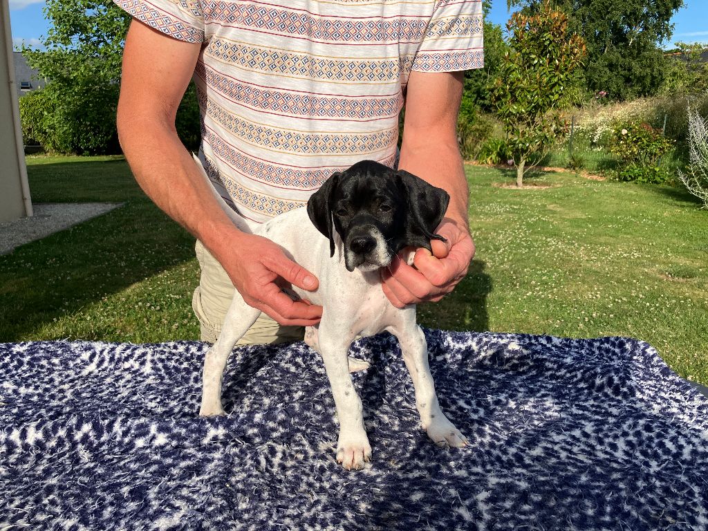 De La Rance Emeraude - Chiots disponibles - Pointer