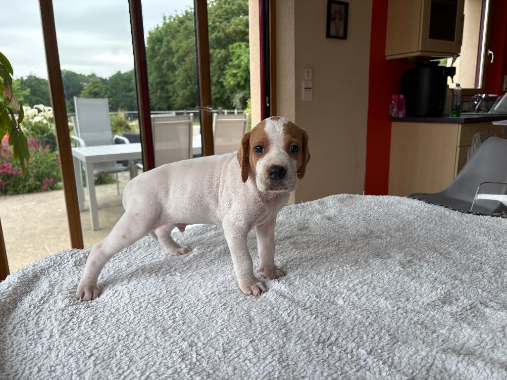 De La Rance Emeraude - Chiots disponibles - Pointer