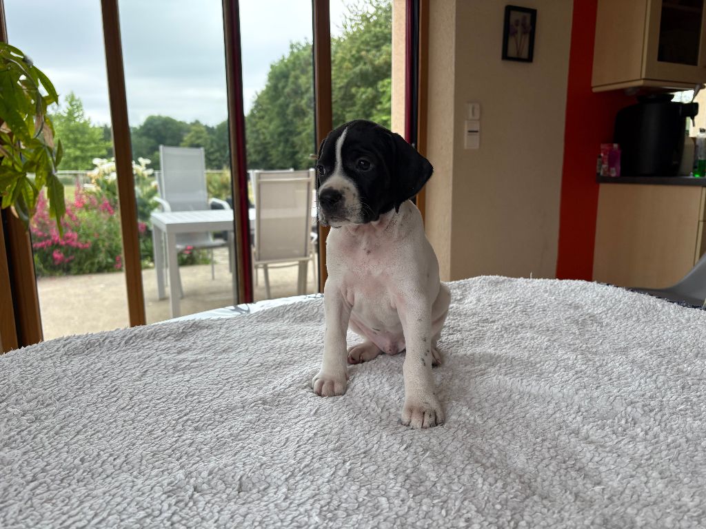 De La Rance Emeraude - Chiots disponibles - Pointer
