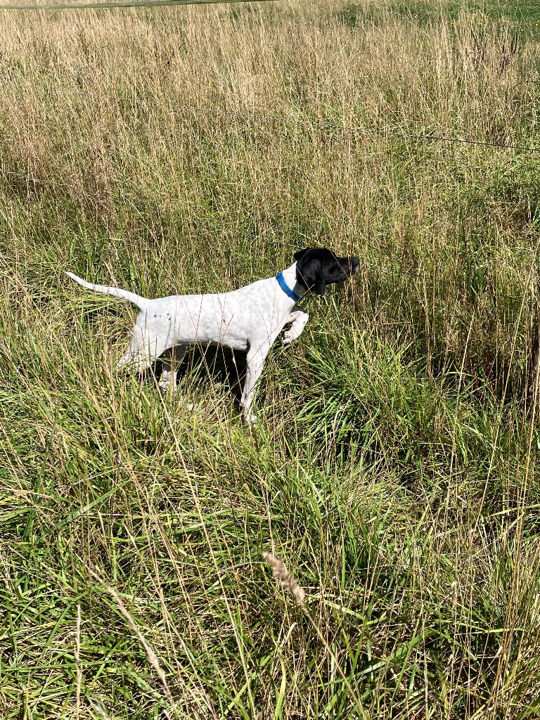 De La Rance Emeraude - Chiots disponibles - Pointer